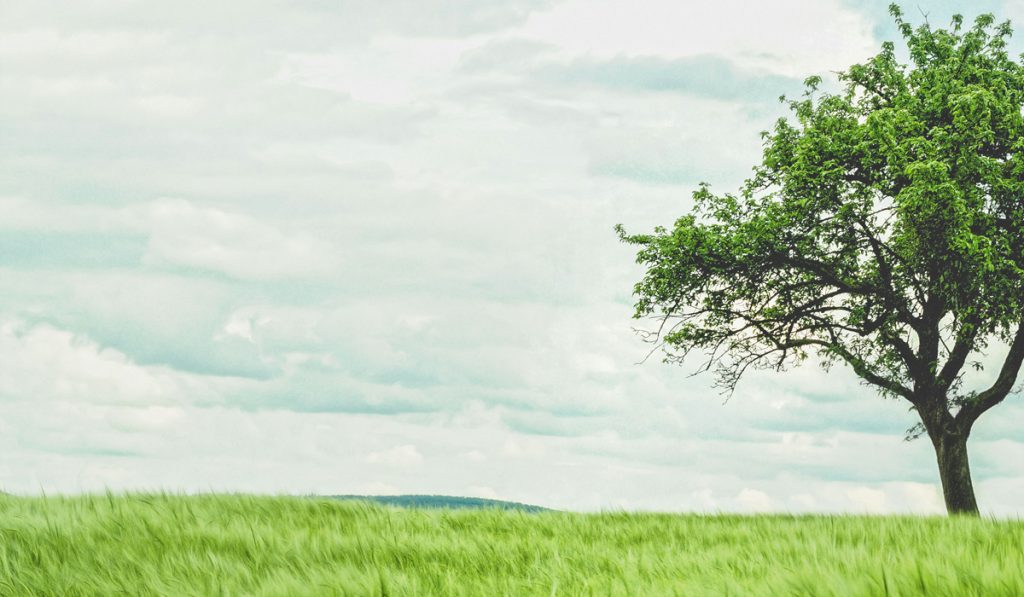 Tree in a field on a cloudy day, signifying that we do not get enough Vitamin D without supplements